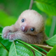 Illustration for article titled Unbelievably Cute Pictures of Rescued Baby Slothsem/emem/em